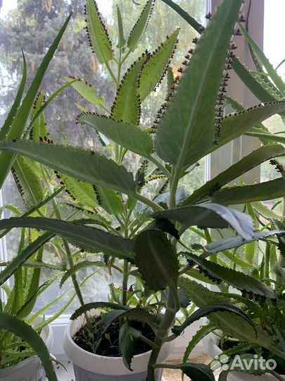 Коланхоэ лечебный