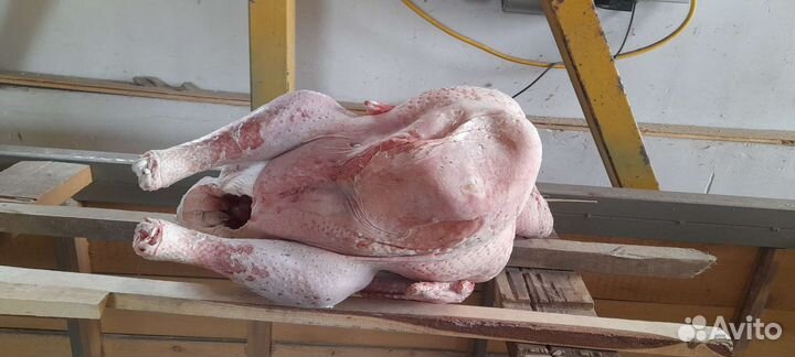 Продам мясо индейки домашней