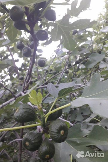 Саженцы: инжир, смородина чёрная, вишня