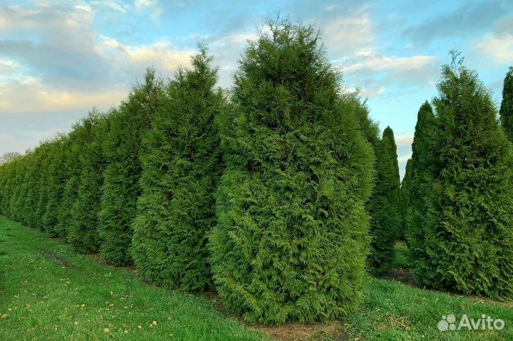 Туя западная Брабант из питомника