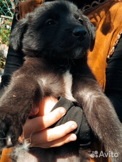 Щенята. Собака. Метисы