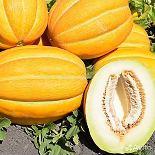 Дыня эфиопка оптом