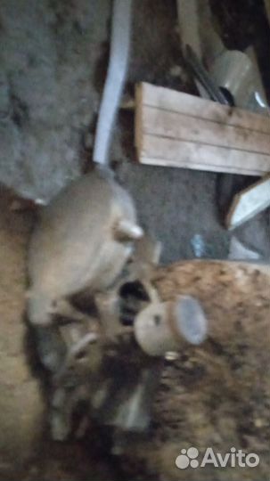 Вело мопед рига 13