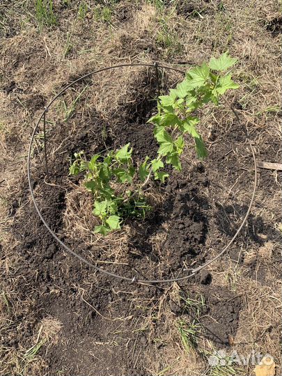 Держатель кустарников