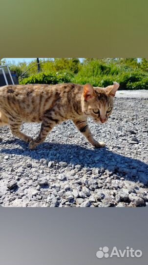 Котята бенгальские помесь