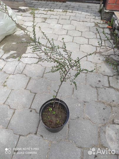 Кампсис укореняющийся -Акебия - лиана,жимолость