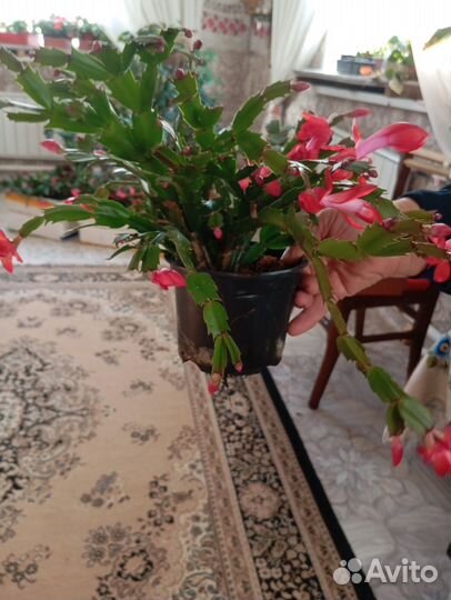 Декабрист цветущий в горшке