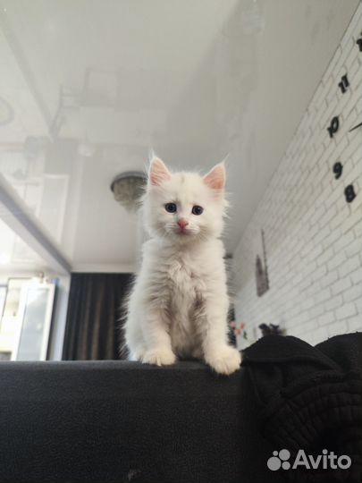 Котёнок ангора