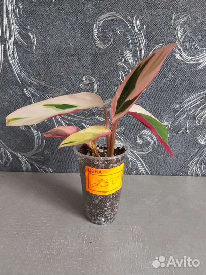 Строманта триколор