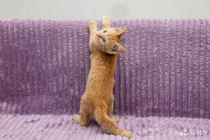 Девочка ищет дом