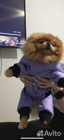 Комбинезон для шпица