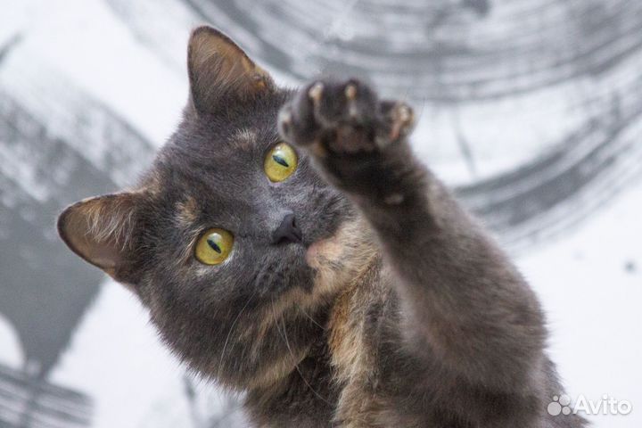 Веселая кремово-голубая кошка Масянька ищет дом