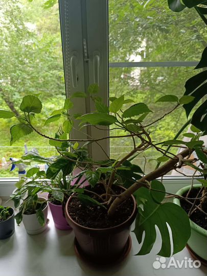 Гибискус китайская роза