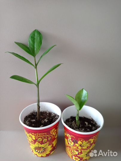 Замиокулькас