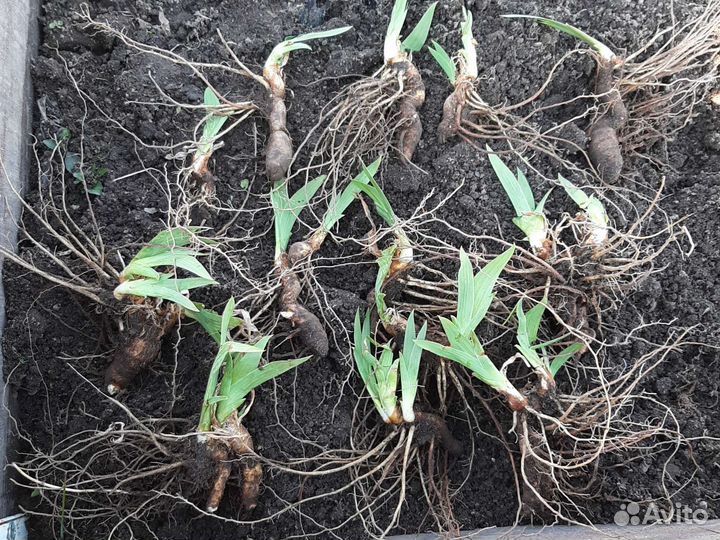 Ирисы луковицы