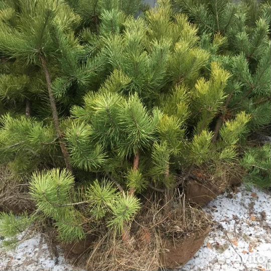 Сосны (саженцы)