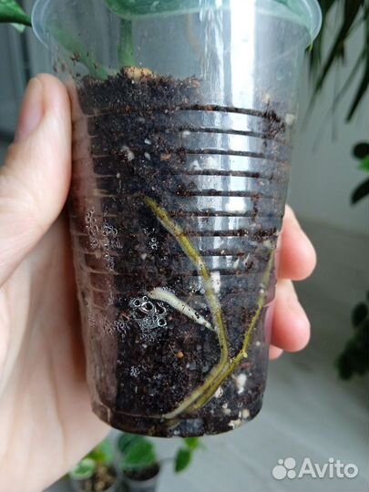 Сциндапсус пиктус аргиреус