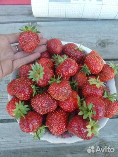 Рассада сортовой земляники(виктории)