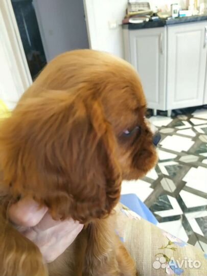 Кавалер Кинг Чарльз спаниель