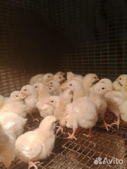 Бройлерные цыплята