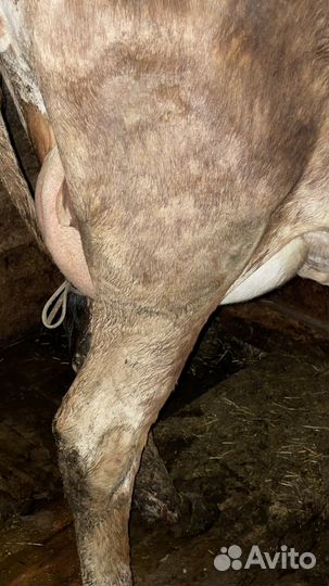 Дойная корова