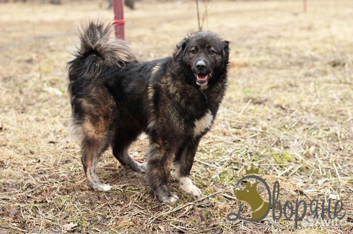 Отличная собака на охрану Барон