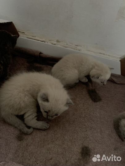 Сиамские котята