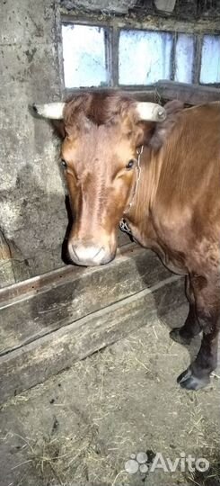 Корова дойная