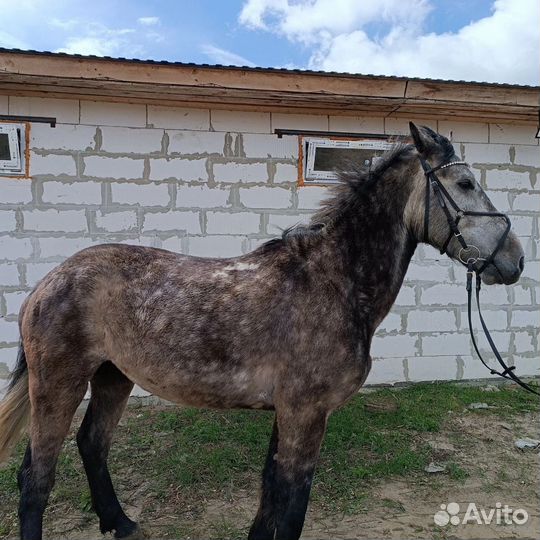 Мерин орловской помеси 2018гр 164см