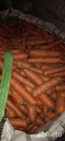 Морковь