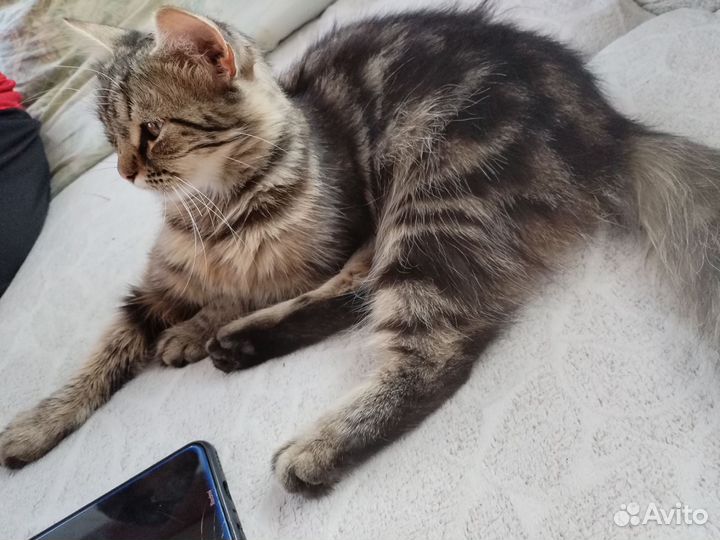 Кошка- подросток (М) девочка