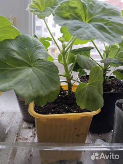 Пеларгония, хорошо укоренённые черенки