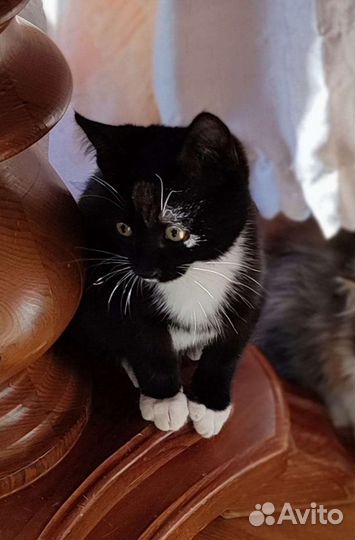 Котенок в добрые руки