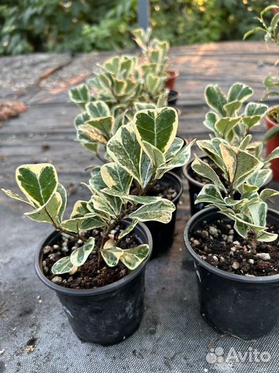 Фикус в ассортименте