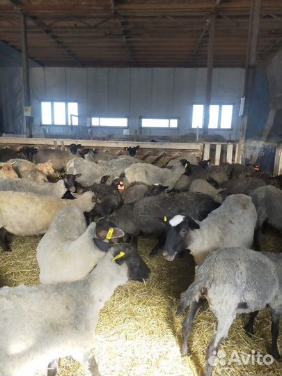 Овцы Романовской породы