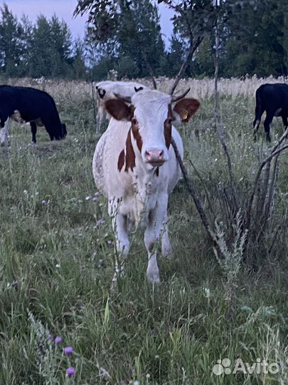 Мясная телочка