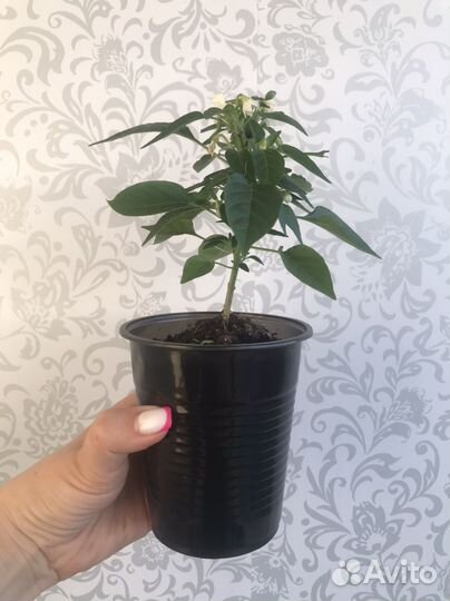 Рассада перца Медуза