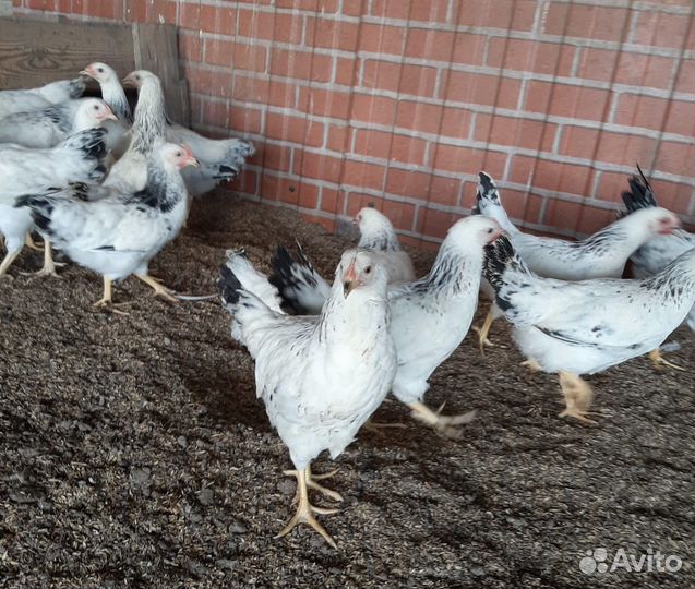 Куры несушки молодые, Не старьё под видом 8-9 мес