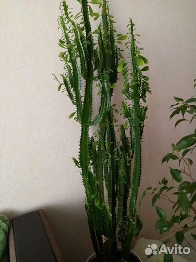 Кактус молочный, высота без горшка 1м22