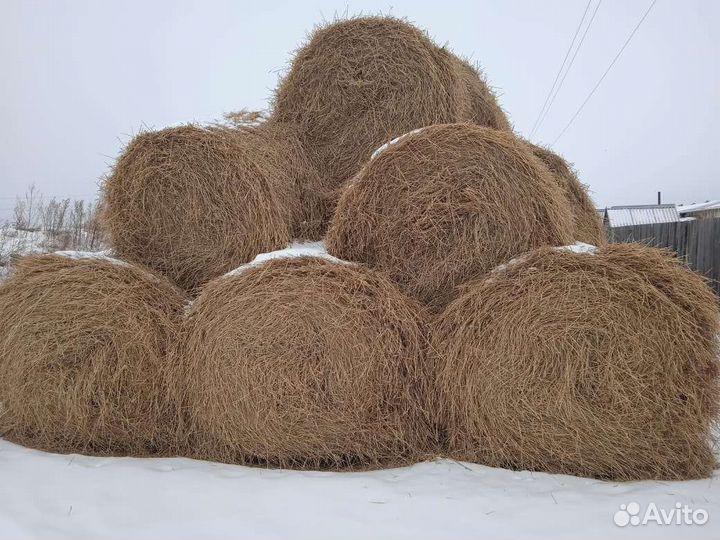 Солома пшеничная