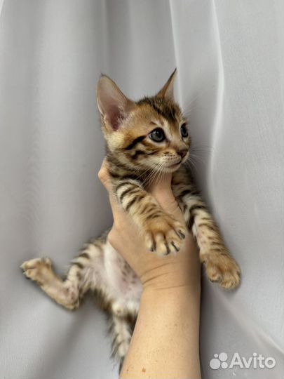 Бенгальский котенок (мальчик )