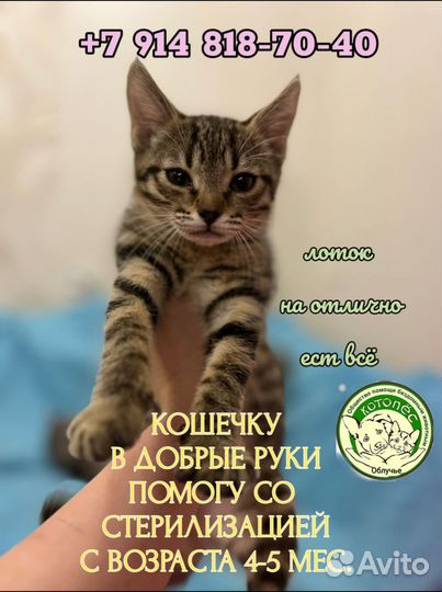 Котята в добрые руки бесплатно