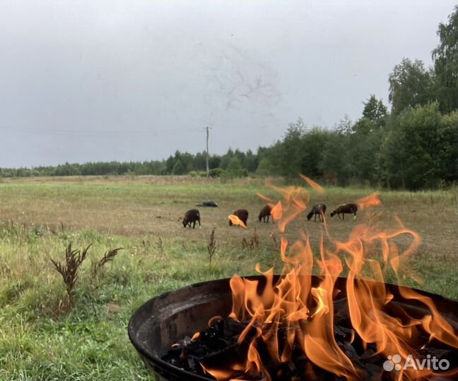 Инвестиции в сельское хозяйство 30 годовых