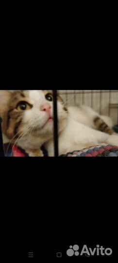 Котику с Лейкозом грустно в клетке