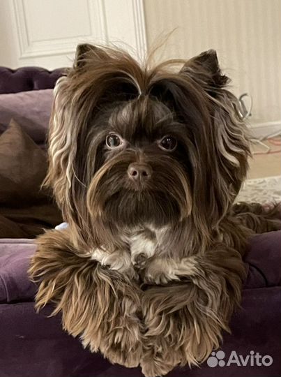 Йоркширский терьер