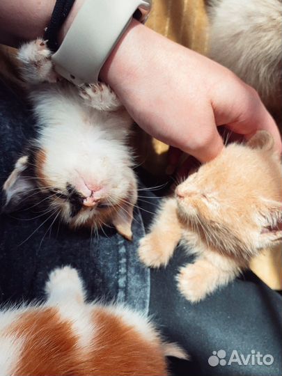 Отдам котят в добрые руки