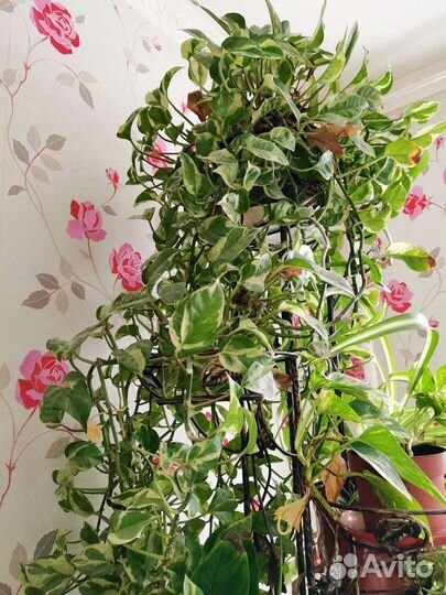 Сингониум, сциндапсус