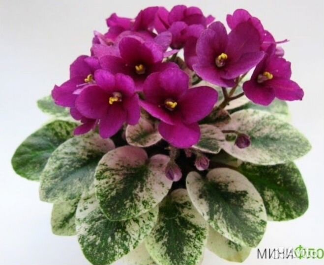 Детки сортовой фиалки(мини)