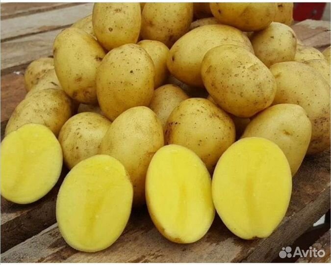 Продам картофель