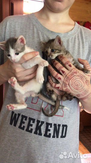 Котята бесплатно